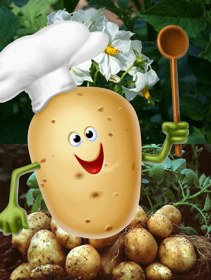 Ранозреещи картофи Ранни картофи