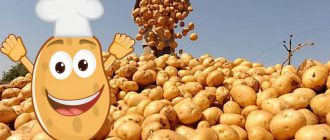 Ронливи картофи