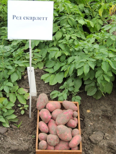 Семенен материал от червено алено