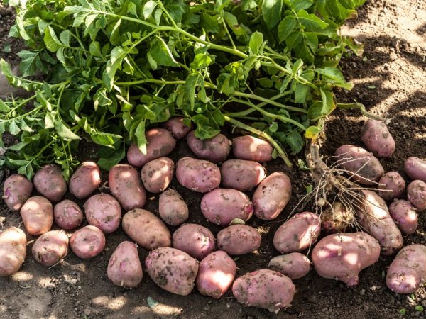 Червен алеен храст