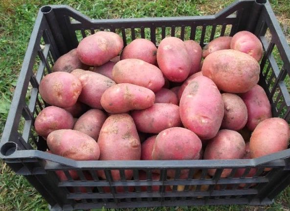 Червено алено в кутия