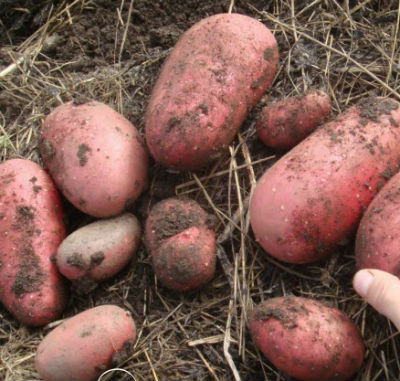 Червени картофени клубени