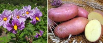 Цветя и грудки от сорта Червена Скарлет