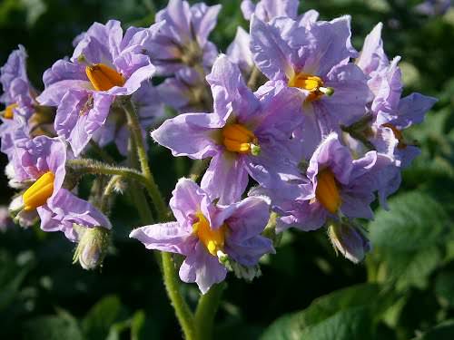 Цветове от картофи Red Scarlett Червени храсти на Скарлет