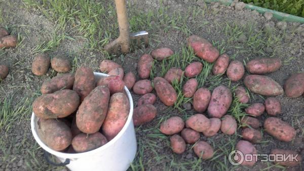 Добра реколта от сорта Червена Скарлет Получената реколта