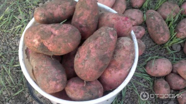 Големи картофи Червени картофи Скарлет в кофа