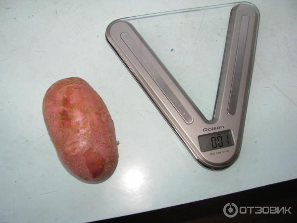 Сорт Червена Скарлет в напречно сечение Тегло на клубена