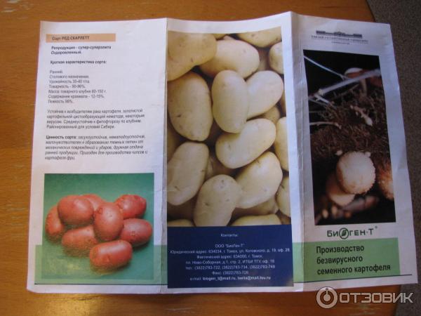 Описание на семенните картофи Преглед на картофи
