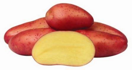 Сорт Червена Соня в разрез