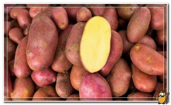 Червен картоф Соня