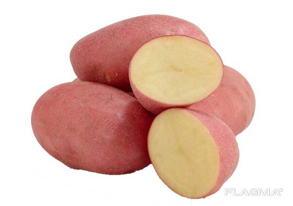 Червени грудки Соня