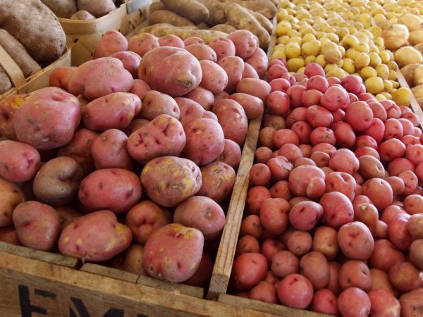 Реколта от сорт Червена Соня