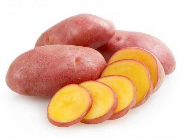 Червени грудки Соня в напречно сечение