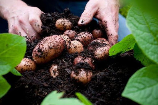 Клубени от сорта картофи Родриге