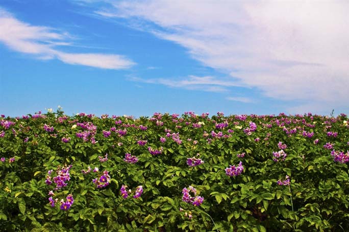 Цветя от сорта Родриге