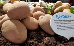 Романо семенен материал