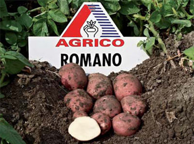 Средно ранен сорт Романо