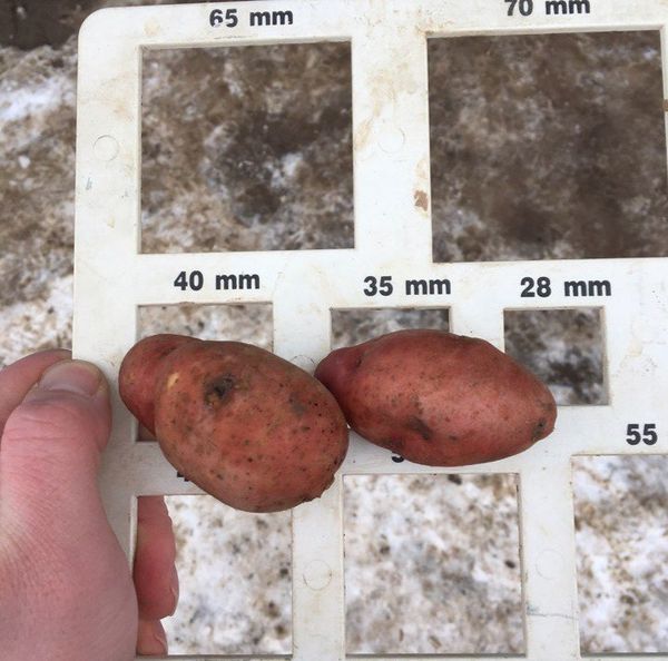 Измерване на клубените Розара