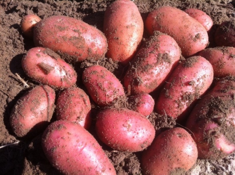 Грудки от сорта Ryabinushka