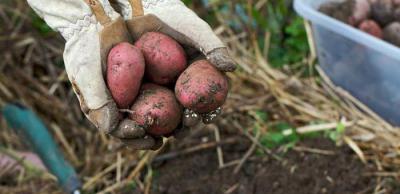 Сорт реколта Рябинушка