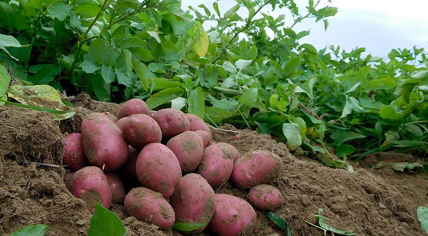 Храсти и грудки от сорта Рябинушка