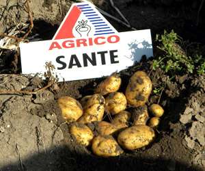 Семенен материал Санте