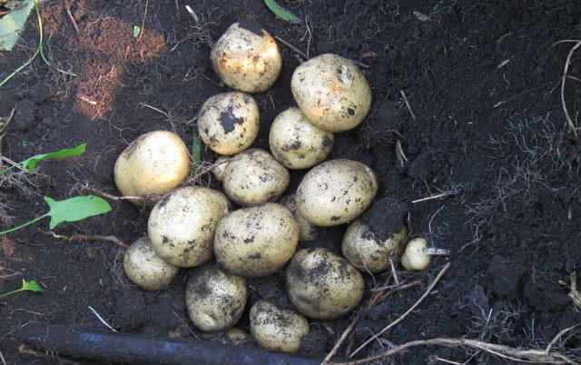 Картофени клубени Санте