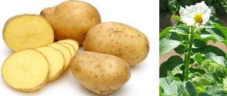 Разнообразие: Съкровищни ​​грудки и цветове