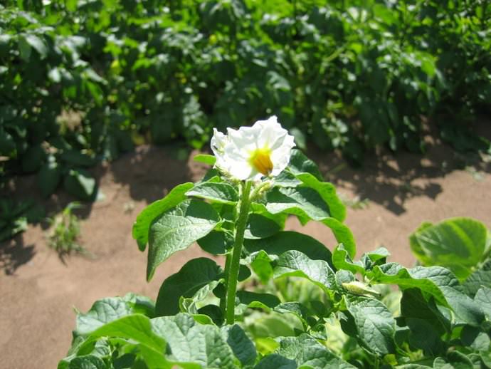 Цветя от сорта Скарб