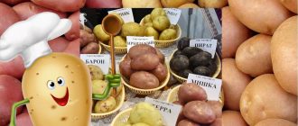 Картофи за семе