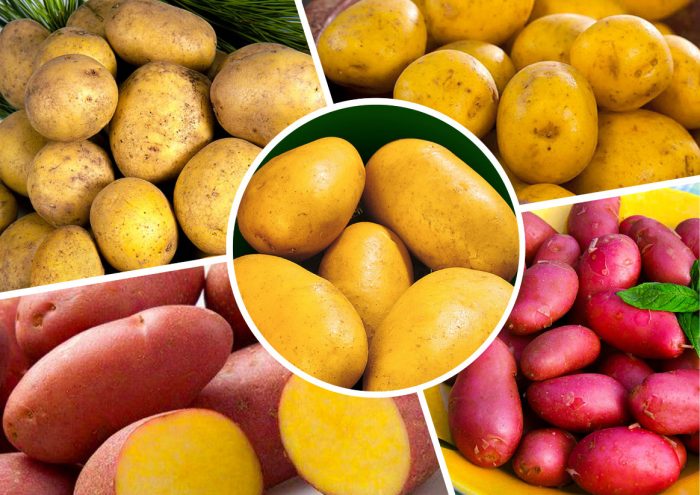 Разнообразие от сортове Семенен материал