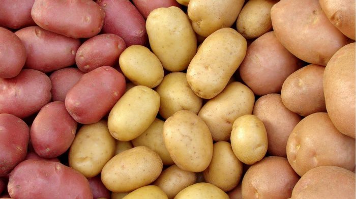 Разнообразие от сортове картофи Различни сортове картофи