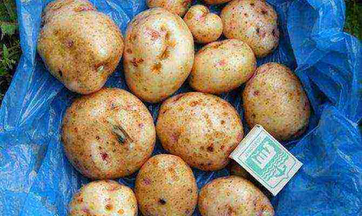 сорт Свитанок Киев