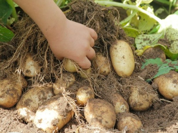 Тулеевски картофени храсти