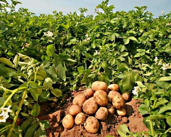 Грудки от сорт Тулеевски