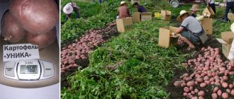 Сорт картофи Уникален