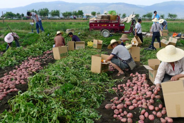 Жътва на Уника