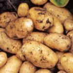 Сорт картофи Уралски ранний