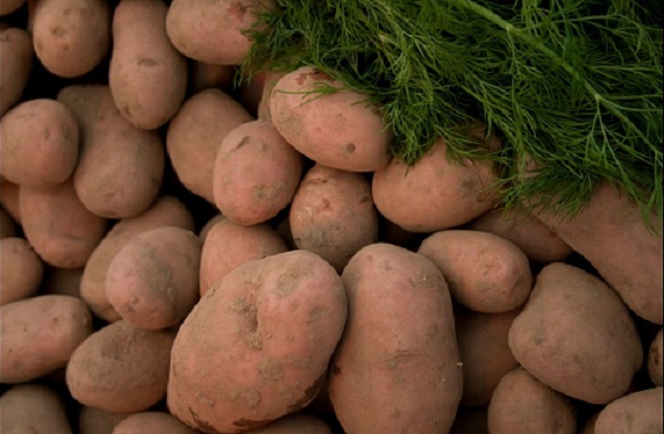 Векторна разновидност на реколтата