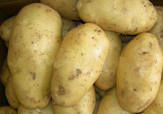 Пролетни бели картофени клубени