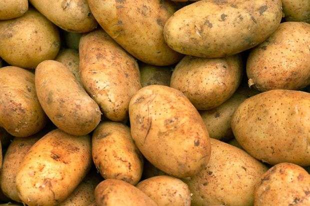 Леки грудки