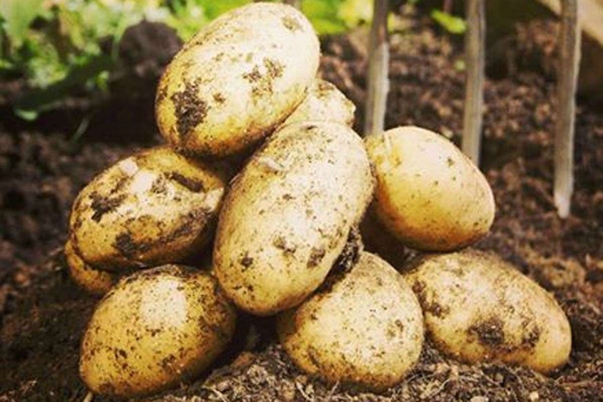 Реколта от сорт Винета