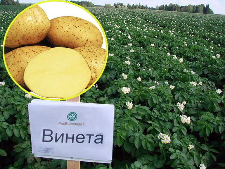 Сорт Винета