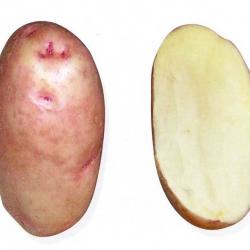 Грудка от сорта "Загадки Питера"