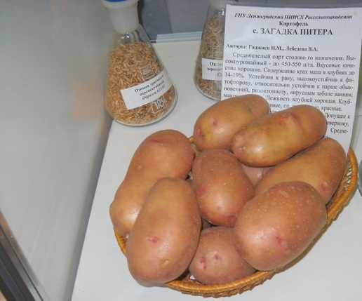 Семенен материал на Мистерията на Петър