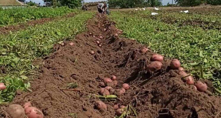 Реколта от сорт Зарница