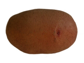 Сорт Зарница