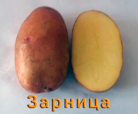 Грудка Зарница