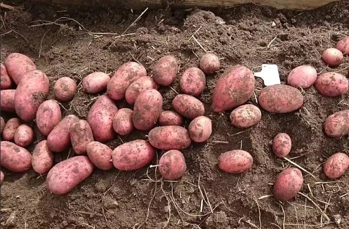 Реколтата от сорта Жуковски