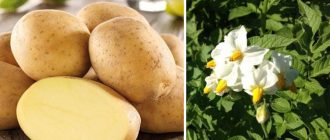 Грудкови и цъфтящи сортове Импала